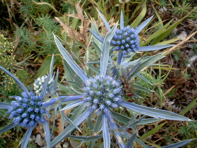 Eryngium amethystinum, Marrubium incanum, Echium vulgare